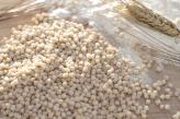Fregola Sen. Cappelli.jpg